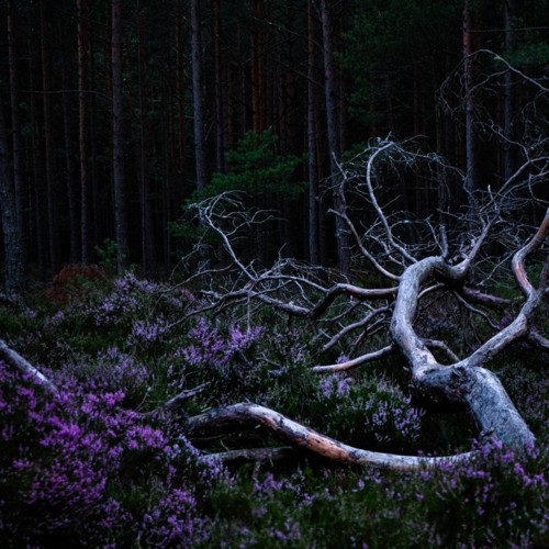 Album cover: Aho Ssan & Resina – Ego Death